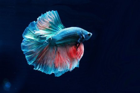 سمكة الفايتر Fish Fighter